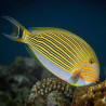 Acanthurus lineatus : 5 à 7 cm