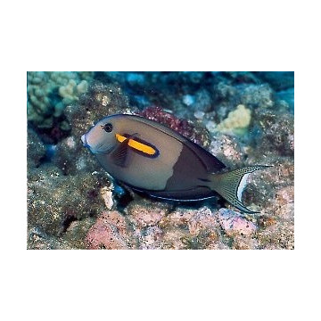 Acanthurus Olivaceus : 5-6 cm