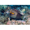 Acanthurus Olivaceus : 5-7 cm  47,50 €