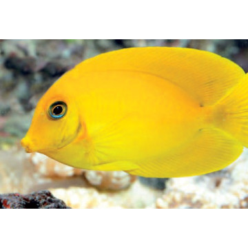 Acanthurus pyroferus : 5-8 cm  59,50 €