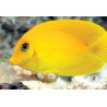 Acanthurus pyroferus : 5-8 cm  59,50 €