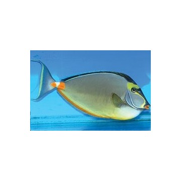 Naso lituratus (dorsale noire) : 15 à 20 cm  185,00 €