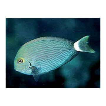 Acanthurus Mata : 3-5 cm 34,50 €