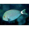 Acanthurus Mata : 3-5 cm 34,50 €