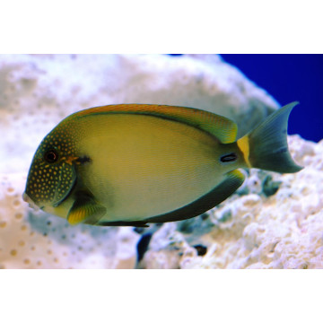 Acanthurus maculiceps 10-12 cm 205,00 €