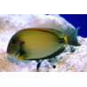 Acanthurus maculiceps 10-12 cm 205,00 €