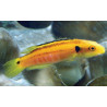 Bodianus Bimaculatus : 5-8 cm  49,50 €