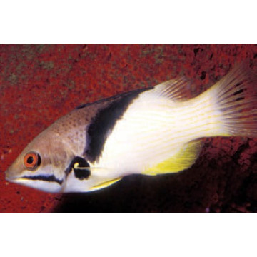 Bodianus mesothorax : 8 à 12 cm  39,90 €