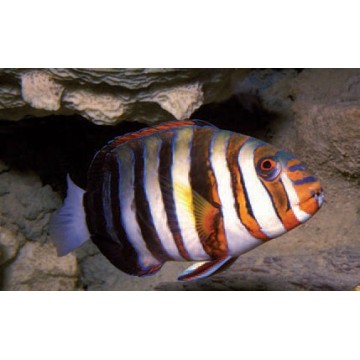 Choerodon Fasciata : 10 à 12 cm  167,50 €