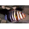 Choerodon Fasciata : 10 à 12 cm  167,50 €