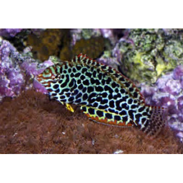 Macropharyngodon meleagris * : 4 à 6 cm  54,50 €