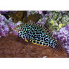 Macropharyngodon meleagris * : 4 à 6 cm  54,50 €