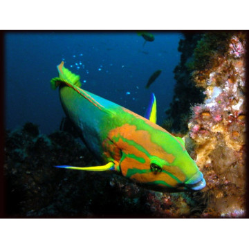 Thalassoma lutescens adulte 8-10cm 57,50 €