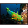 Thalassoma lutescens adulte 8-10cm 57,50 €