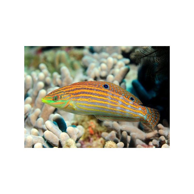 Halichoeres Cosmetus 5-8 cm 34,50 €