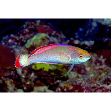 Cirrhilabrus Rubrimarginatus 8-10 cm 59,50 €