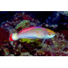 Cirrhilabrus Rubrimarginatus 8-10 cm 59,50 €