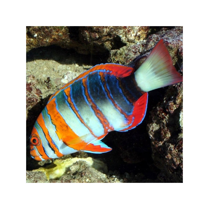 Choerodon fasciata 5-7 cm (élevage) 197,50 €