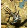 Pterapogon kauderni 3-4 cm 29,50 €