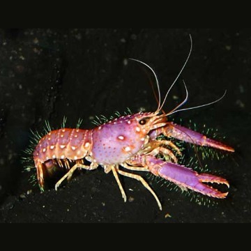 Enoplometopus daumi - homard violet 5-7 cm