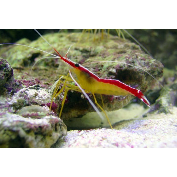 Lysmata amboinensis *- crevette nettoyeuse 3 à 4.5 cm 24,50 €