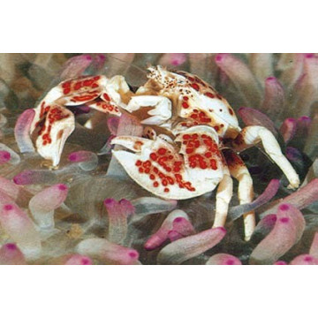 Neopetrolisthes maculatus-crabe anémone