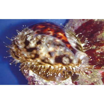 Cypraea tigris 6-10cm 29,50 €