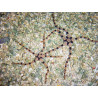 Ophiolepis superba - Ophiures à pattes lisses tigrées 6-10 cm 17,90 €