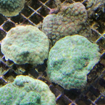 Echinopora lamellosa bleu a polypes verts 5-8 cm