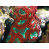 Moseleya latistellata vert 10-12 cm 79,50 €