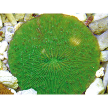 Cycloseris mauve à polypes verts 5 cm 89,50 €