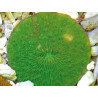 Cycloseris mauve à polypes verts 5 cm 89,50 €