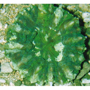 Cynarina lacrymalis vert métalique  Australie