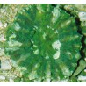 Cynarina lacrymalis vert métalique S Australie 59,50 €