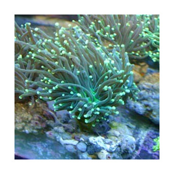 Euphyllia glabrescens vert à pointes blanches  167,50 €