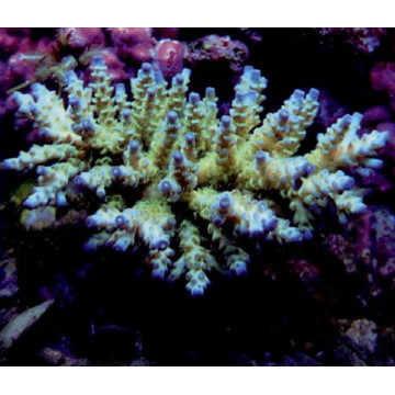 Acropora-Tenuis à Pointes Bleues 6 cm