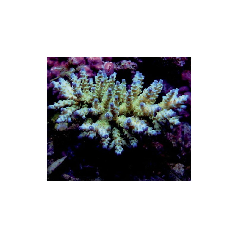 Acropora-Tenuis à Pointes Bleues 6 cm