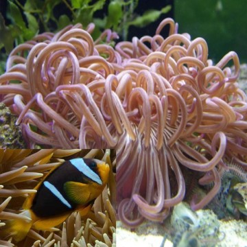 Anemone Macrodactyla Dorrensis Brune + 2 amphiprions clarkii 4-5cm ...