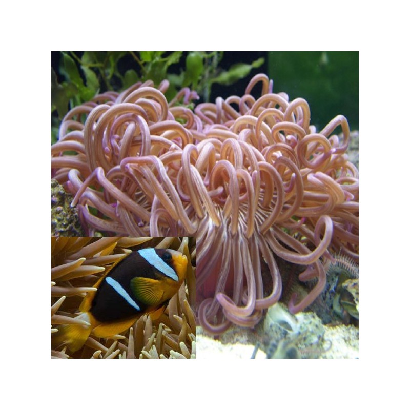 Anemone Macrodactyla Dorrensis Brune + 2 amphiprions clarkii 4-5cm ...