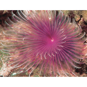 Megalomma vesiculosum lanigera - Spirographe mauve 13,50 €