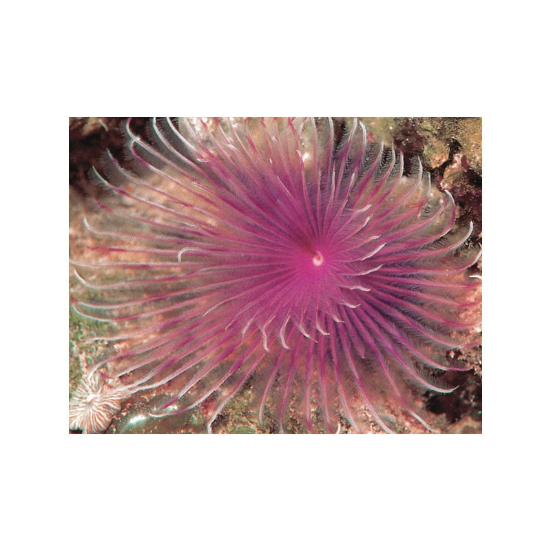 Megalomma vesiculosum lanigera - Spirographe mauve 13,50 €