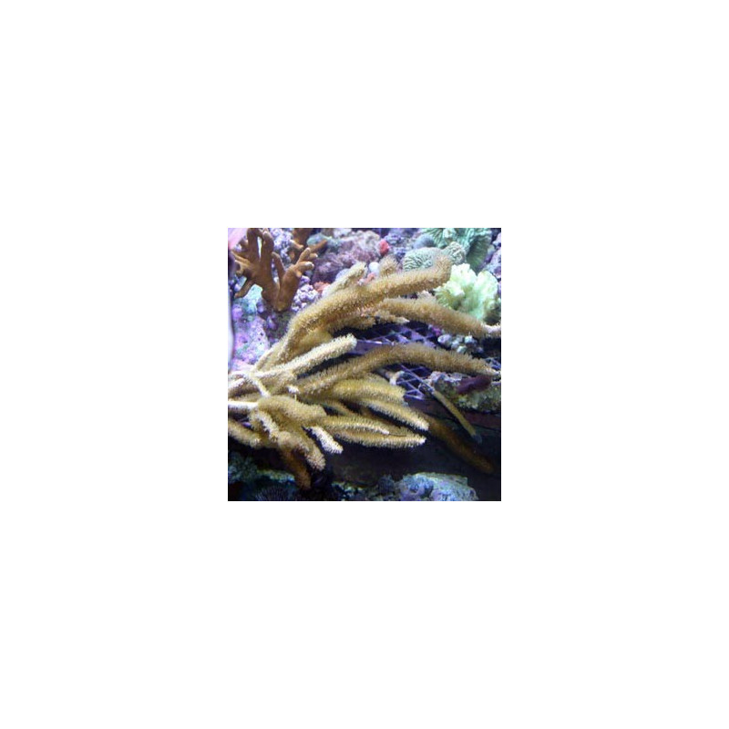 Eunicea Sp - gorgone symbiotique brune des Caraïbes 15-20 cm 57,50 €