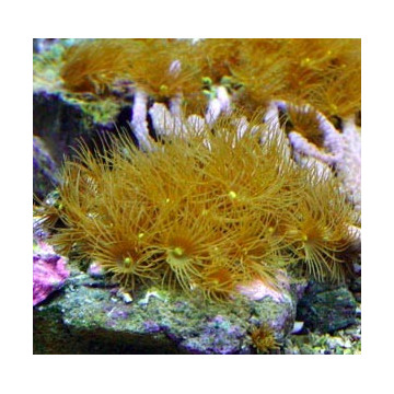 Parazoanthus sp.-Polyps 