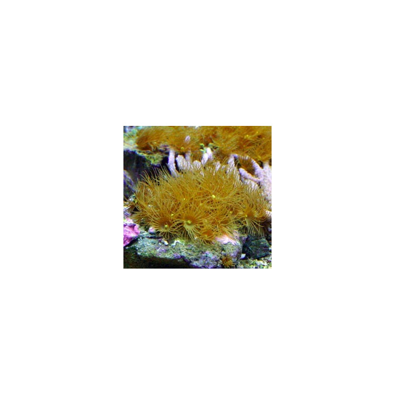 Parazoanthus sp.-Polyps 