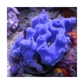 Haliclona caerulea - Éponge bleue 6-7 cm 39,50 €