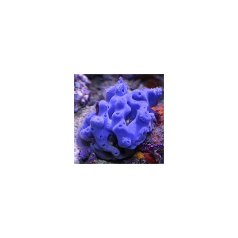 Haliclona caerulea - Éponge bleue 6-7 cm 39,50 €