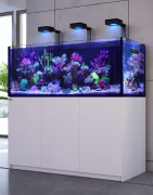 Aquariums en lege kuipen Zeewater