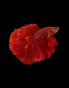 Betta (Betta splendens)