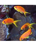 Anthias (Serranidés)