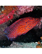 Baarzen, Pseudochromis, Gramma, Calloplesiops, Hypoplectrus enz.